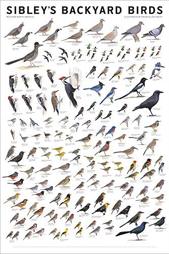 Laminated Sibley's Backyard Birds of Western North America Print