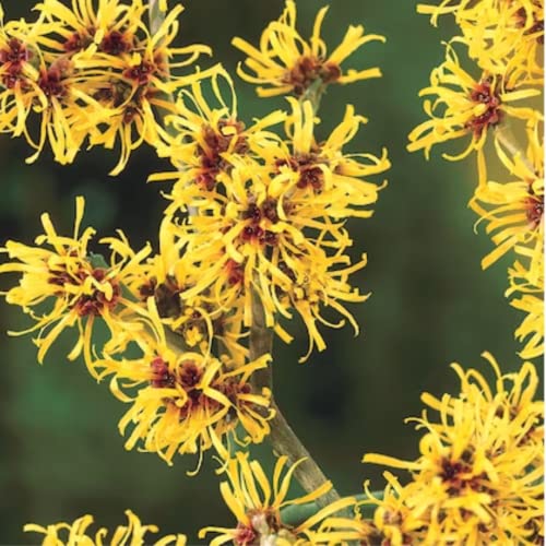 12-24" Witch Hazel Herb Tree Plant