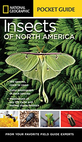 Pocket Guide to Insects of North America