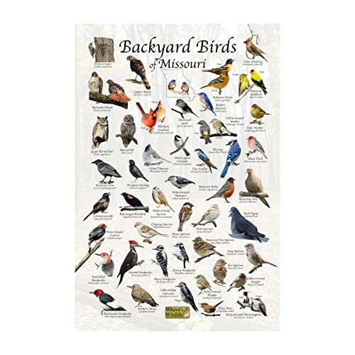 Backyard Birds of Missouri Poster Print