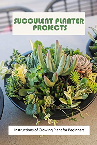 Guide to Growing Succulent Plants for Beginners