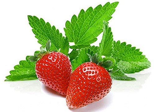 100+ Strawberry Mint Herb Seeds - Fragrant and Rare!