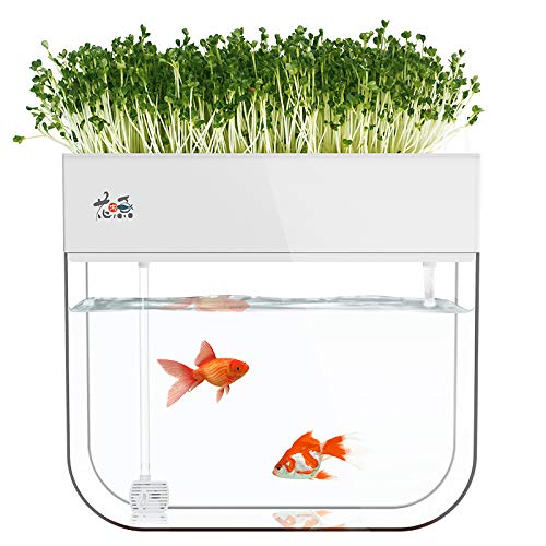 Aquaponic Fish Tank Plants Growing System