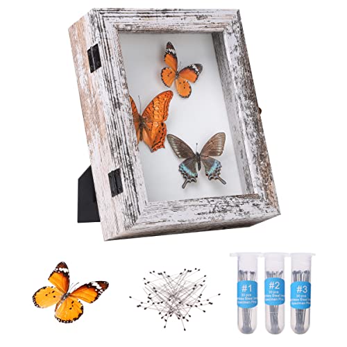 IHEIPYE Insect Display Case