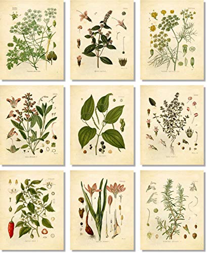 Vintage Botanical Prints by Ink Inc. - Set of 9 8"x10" Unframed Prints