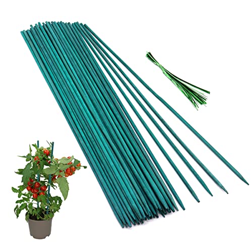 Sturdy Plant Stakes for Indoor and Outdoor Plants