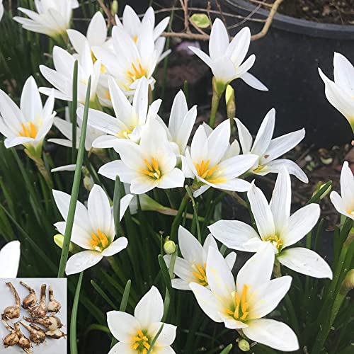 10pcs Snowdrops Bulbs for Spring Flowering