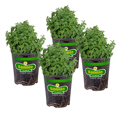 Bonnie Plants Catnip Live Herb Plants - 4 Pack