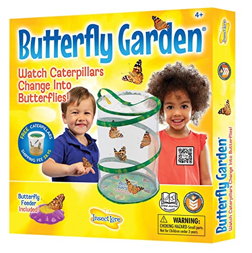 Insect Lore - Butterfly Growing Kit