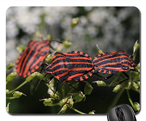 Macro Insect Strip Bug Mouse Pad