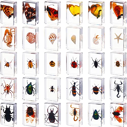 Insect in Resin Specimen Bugs Collection