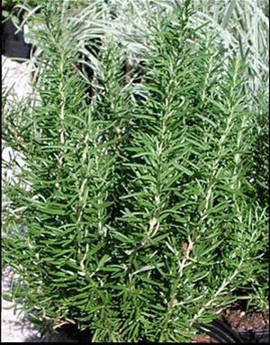 Clovers Garden Barbeque Rosemary Herb Plant