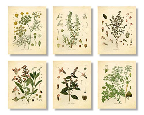 Vintage Botanical Prints Set