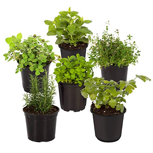 Live Herb Assortment, 6 Plants Per Pack