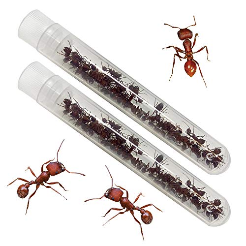Live Harvester Ants with Instruction Guide