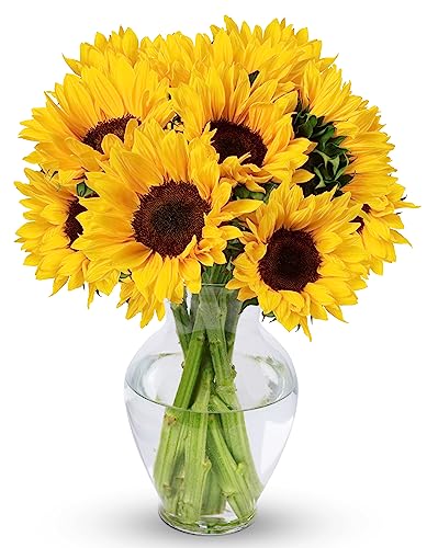 Benchmark Bouquets Yellow Sunflowers