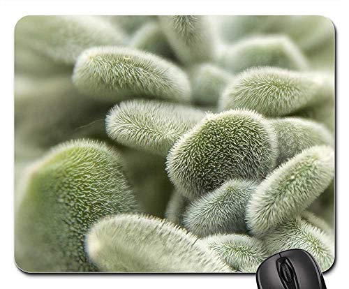 Succulent Thick Sheet Greenhouse Ornament Plant Mouse Pad