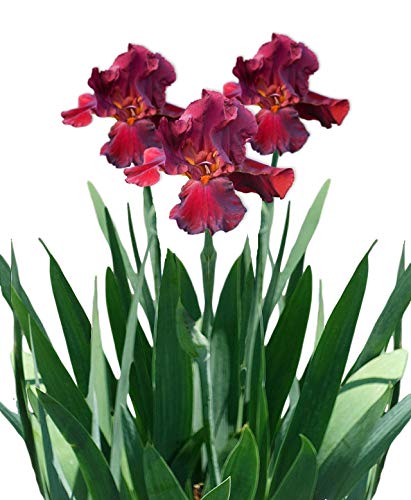 Bearded Iris Califlora 'Bernice's Legacy' Plant Bulb