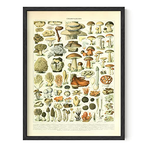 Vintage Mushroom Posters & Mushroom Wall Art