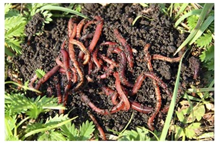 HomeGrownWorms.com - Live Red Wiggler Worms