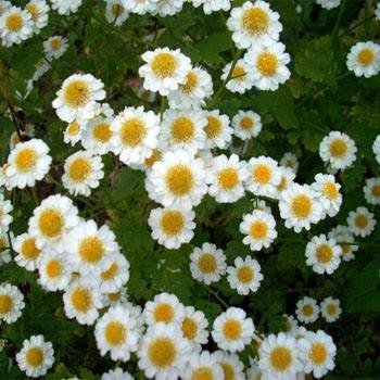 Chrysanthemum Parthenium Feverfew Garden Herb Plants - 5000 Seeds