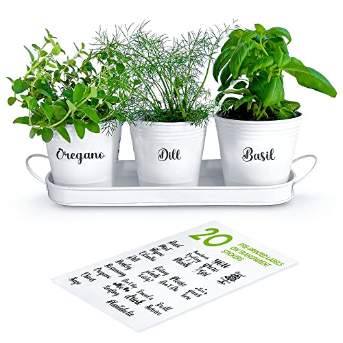 ZESTIGREENS Herb Pot Planter Set