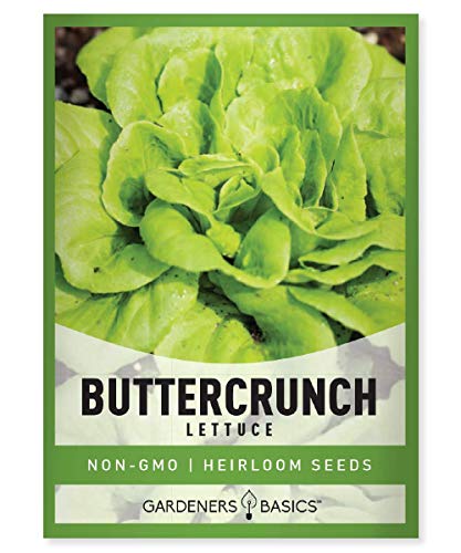 2000+ Buttercrunch Lettuce Seeds for Planting
