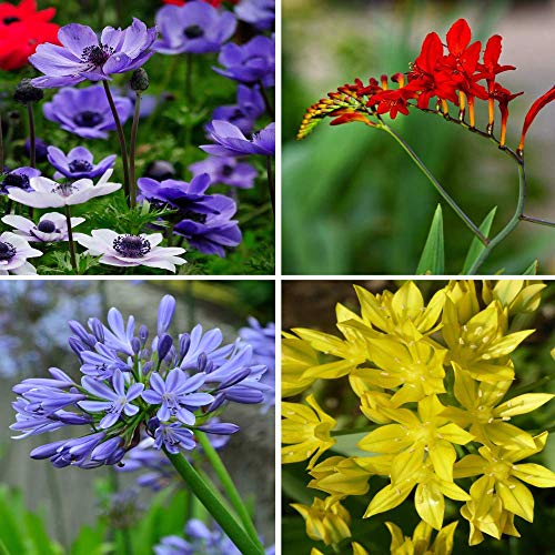 Birds & Bees Flower Bulb Collection - Colorful Assortment of Flower Bulbs - 100 Bulbs