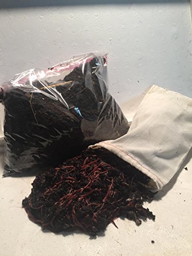 Organic and Affordable Red Wigglers Compost Worms