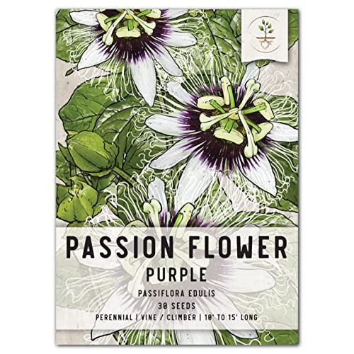 Purple Passion Flower Vine Seeds