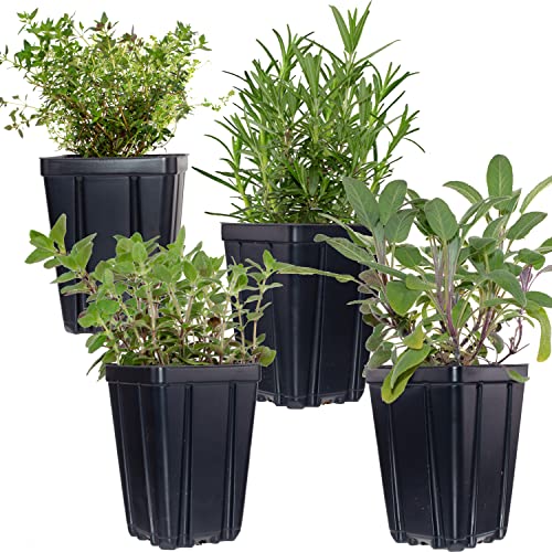 Herb Plant Collection Quart Pots