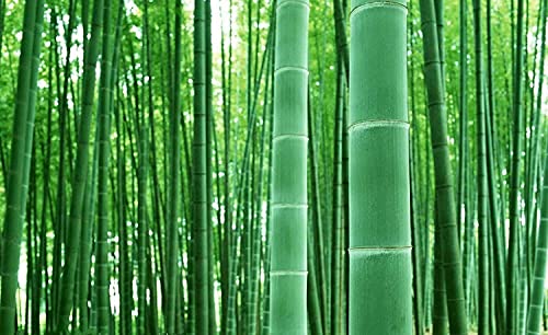 Giant Timber Bamboo Seeds