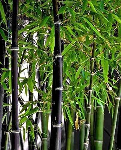 Exotic Black Bamboo Seeds for Fast Growing