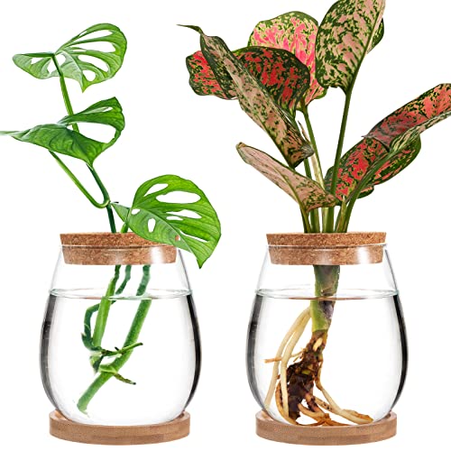 Desktop Plant Terrarium