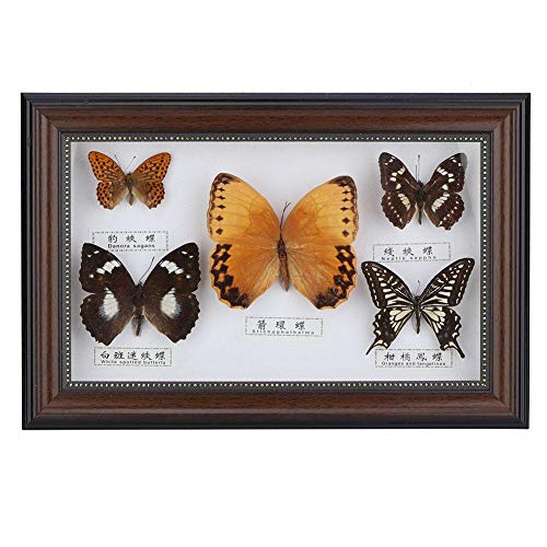 Exquisite Butterflies Insect Specimen Home Decorate Ornament