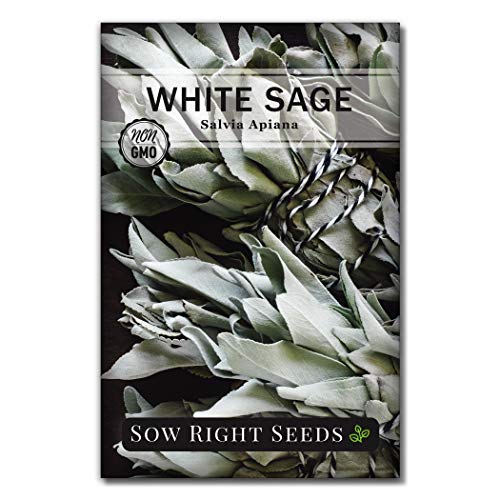 Sow Right White Sage Seed for Planting