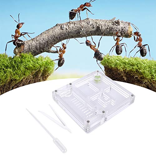 Acrylic Ant Breeding Box