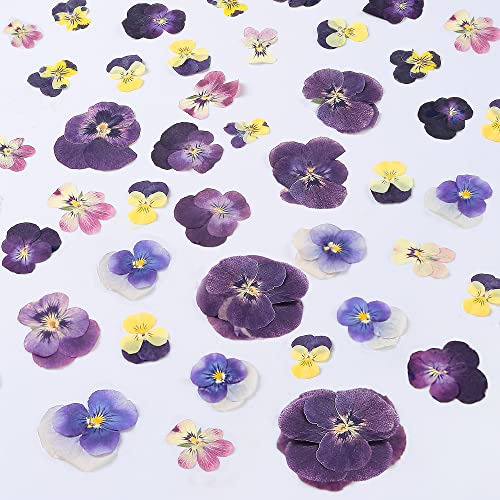 48 Pcs Mix Natural Dried Pressed Flowers