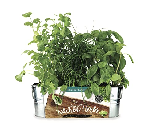 BUZZY Organic Windowsill Grow Kit