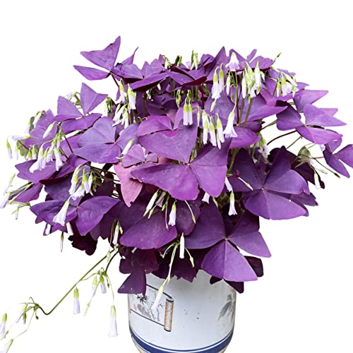 Lucky Purple Shamrocks - Beautiful Indoor/Outdoor Plants