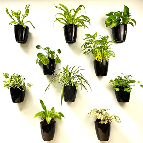 LaLaGreen Wall Planters for Indoor Plants - 10 Pack