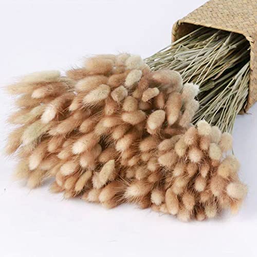 Donghome Natural Dried Bunny Tail Grass for Home Decoration