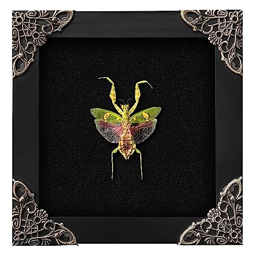 Real Framed Flower Mantis Shadow Box