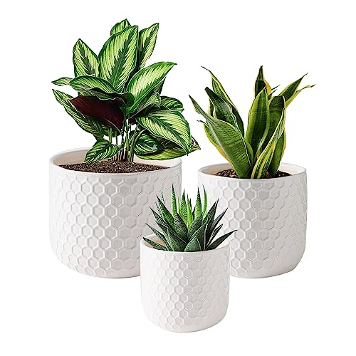 Stylish Ceramic Planters for Indoor Plants, Set of 3