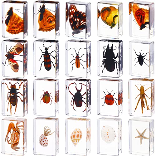 Bug Preserved Specimen Collection Paperweights