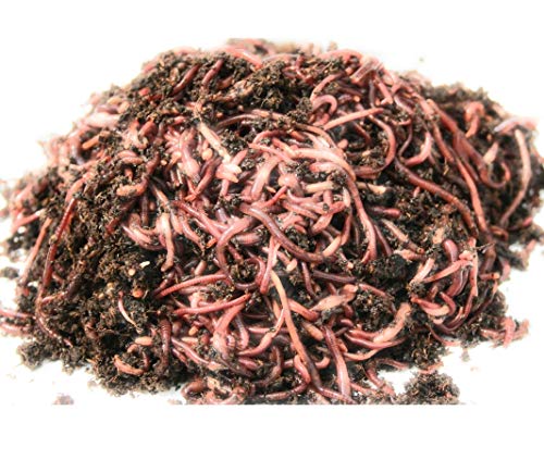 Live Composting Worms - WWJD Red Wigglers (500 Count)