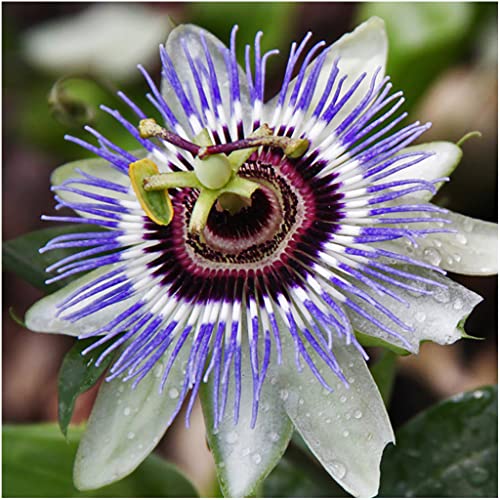 Purple Passionflower Vines: Seeds for Vibrant and Elegant Gardens