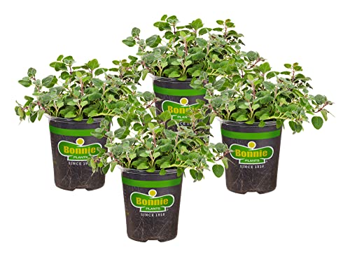 Bonnie Plants Greek Oregano Live Herb Plants - 4 Pack