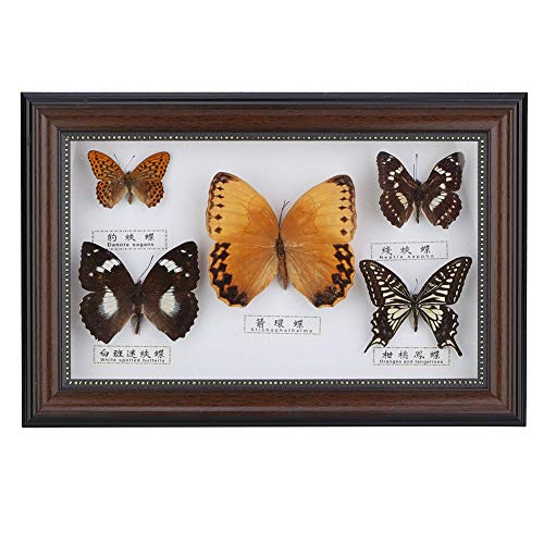 Butterflies Display Case Collection Box for Butterfly Specimen