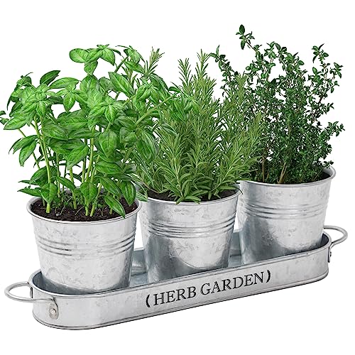 PERFNIQUE Indoor Herb Garden